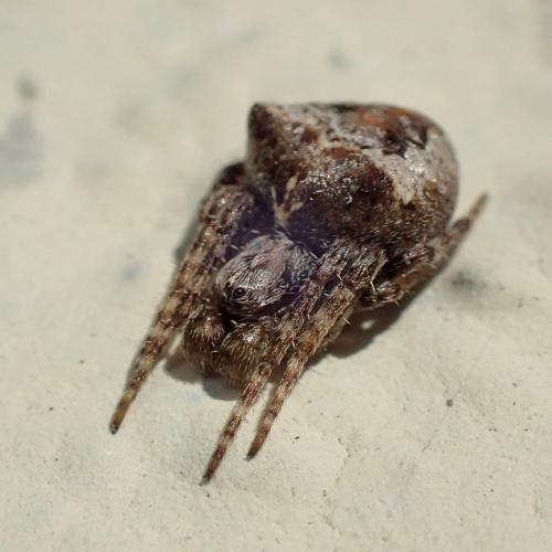 Réf. 222 710 : Gibbaranea bituberculata